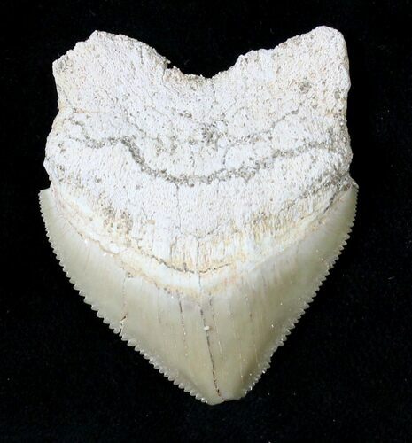 Large Squalicorax (Crow Shark) Fossil Tooth #19283
